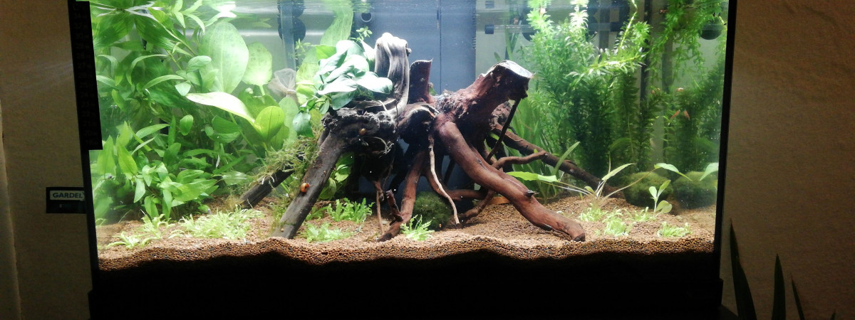 aquarium 60l