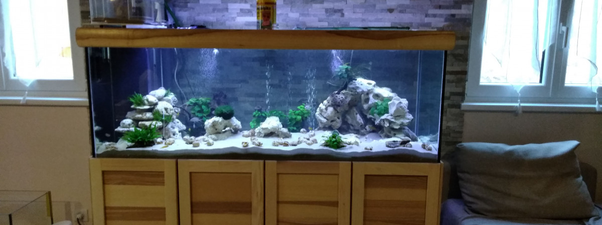 aquarium 550lt Lac tanganjika