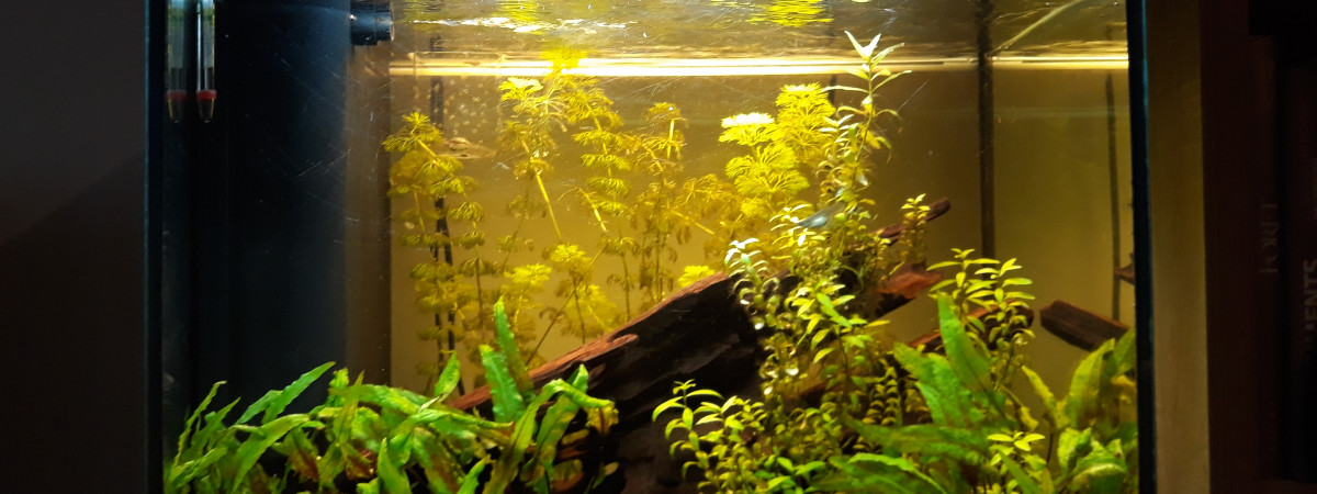 aquarium Amazonien