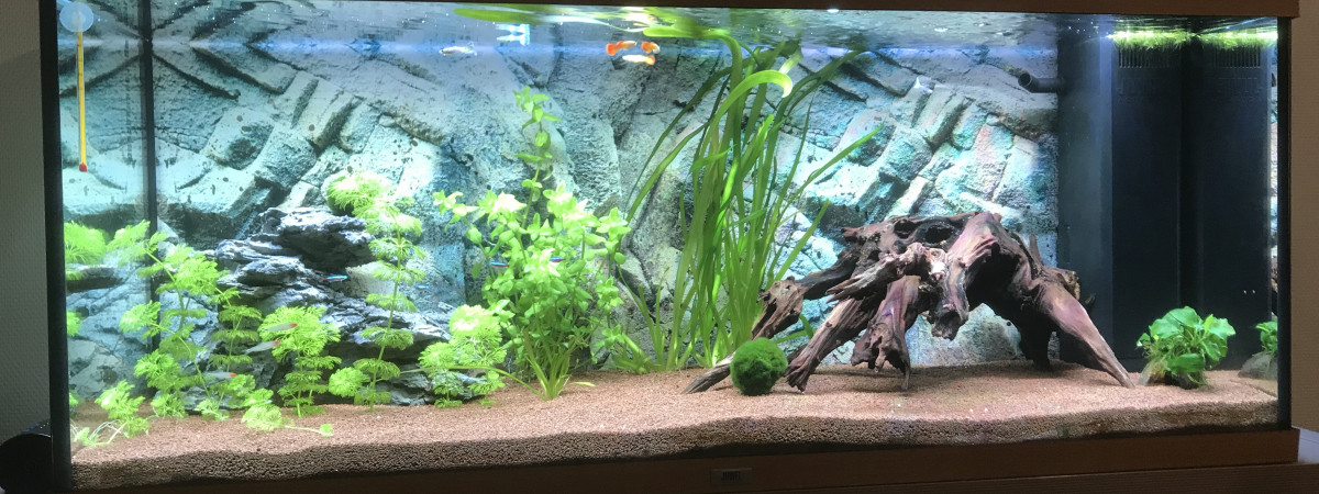 aquarium Aquarium juwel Rio 240L