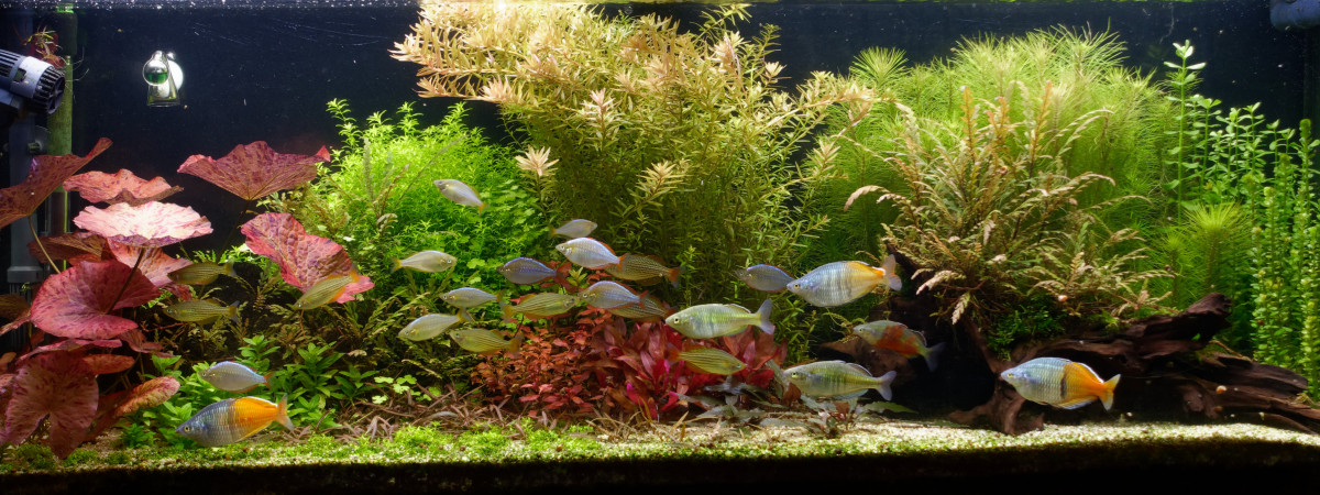 aquarium Rio 240