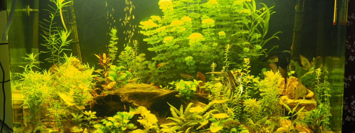 aquarium Osaka 260