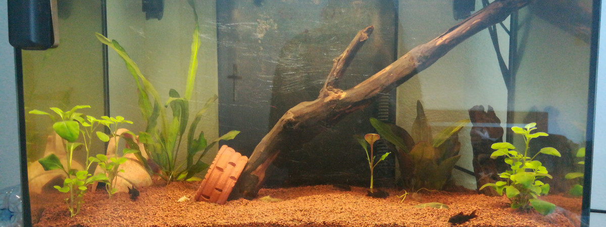 aquarium 70l