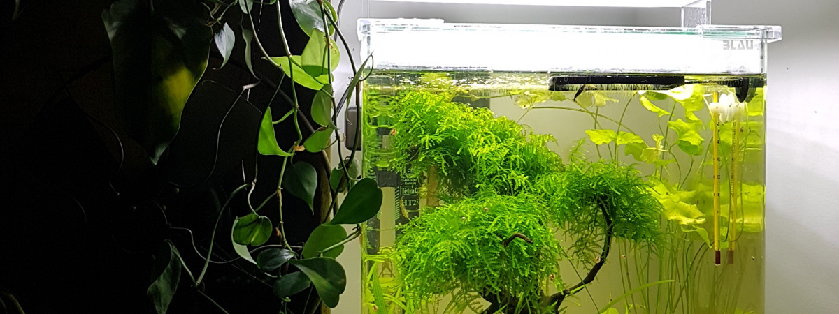 aquarium NANO   CUBE  BLACK SAKURA