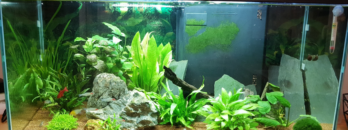 aquarium Biotope Amazonien