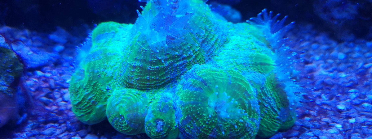 aquarium 200L Jaubert