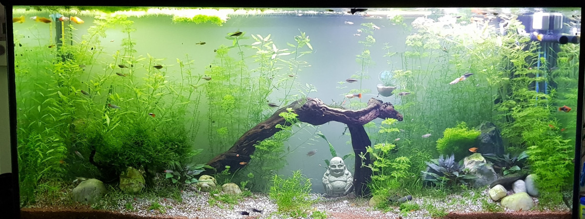 aquarium 525 litres Guppys