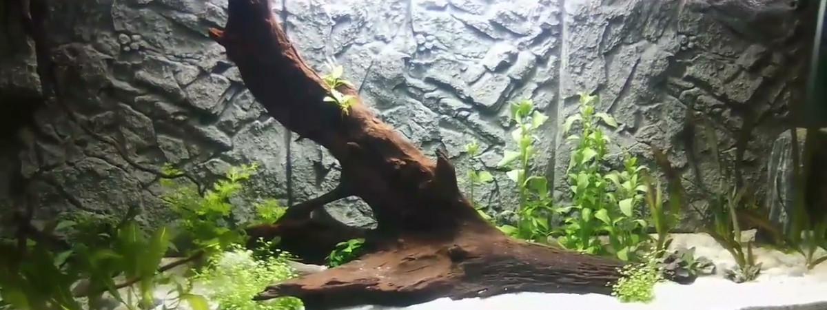 aquarium biotope amazonien