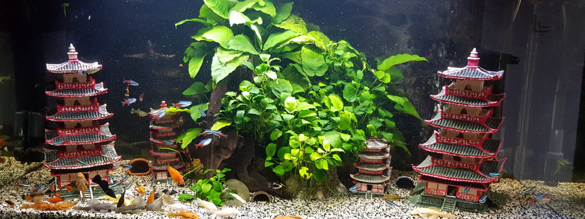 aquarium Communautaire 250l