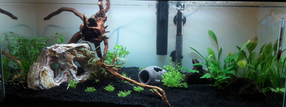 aquarium Aqua Zen