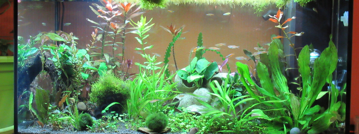aquarium 125 litres Pseudomugils Danio Choprae et crevettes