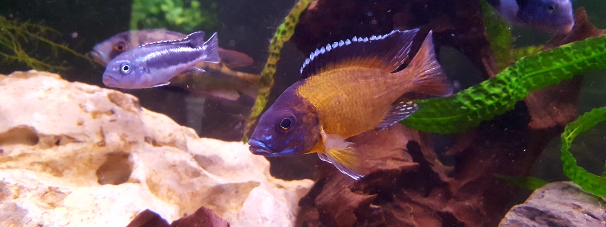 aquarium Malawi