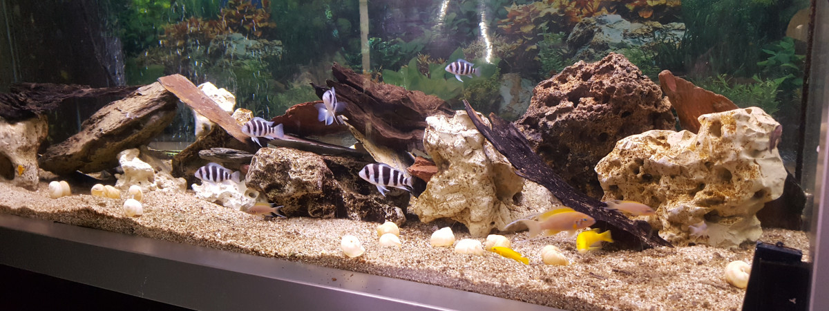 aquarium Tanganyika