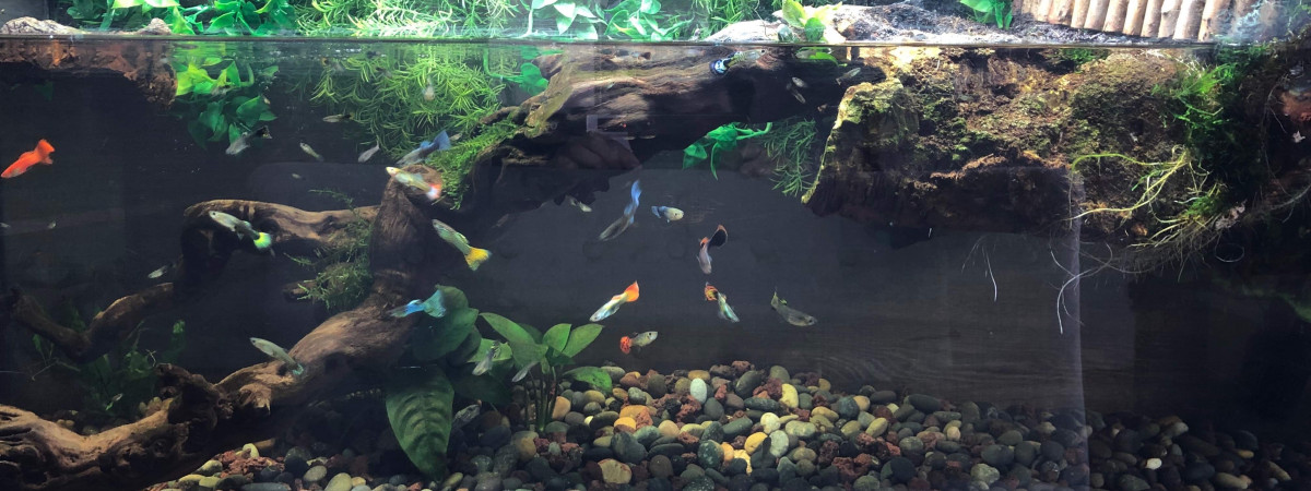 aquarium Paludarium