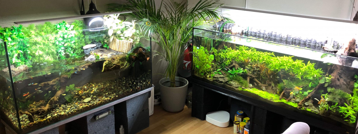 aquarium Forest river