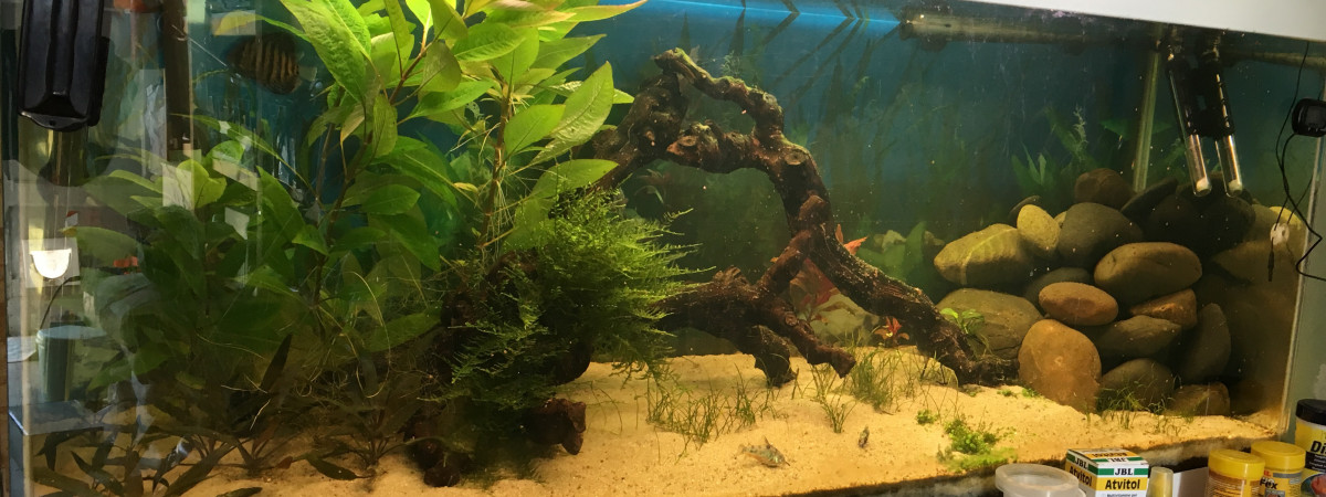 aquarium Discus