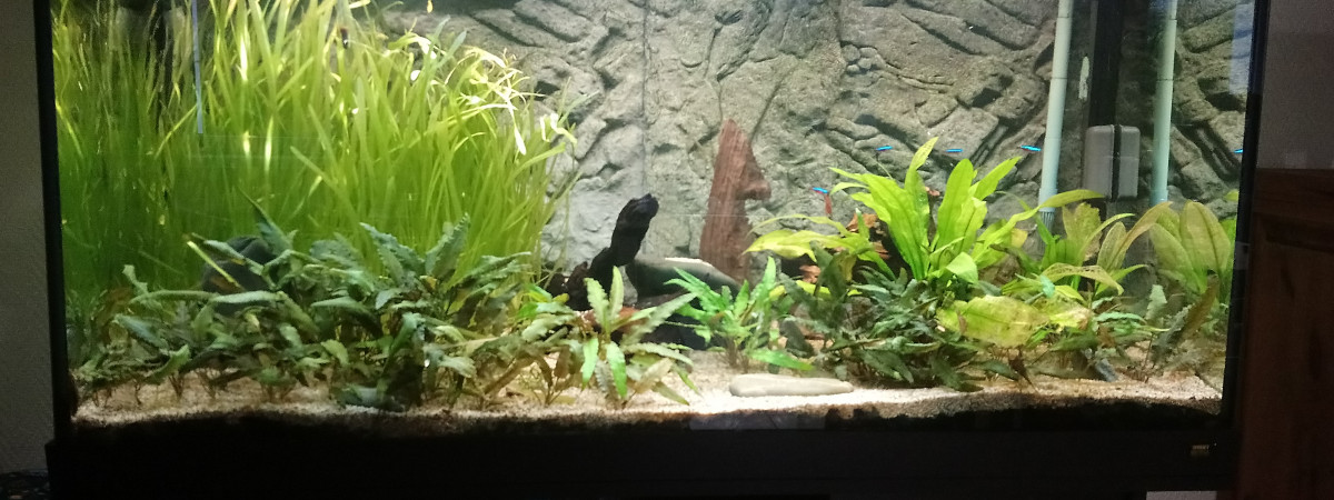 aquarium 320 litres juwel