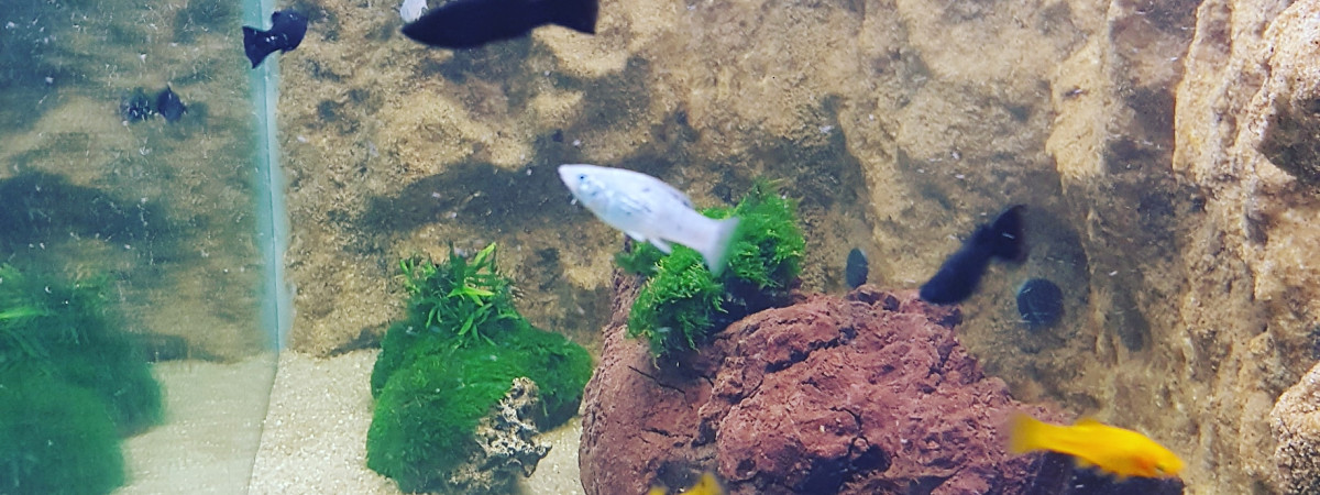 aquarium Molly varié
