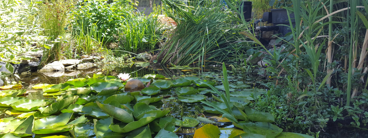 aquarium Carpe Koi