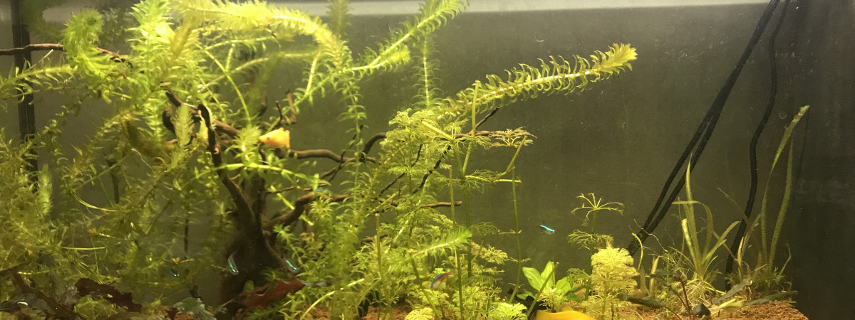aquarium 80L bac de repro de molly