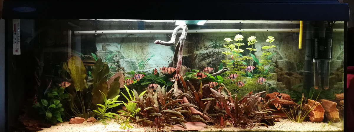 aquarium 155 litres