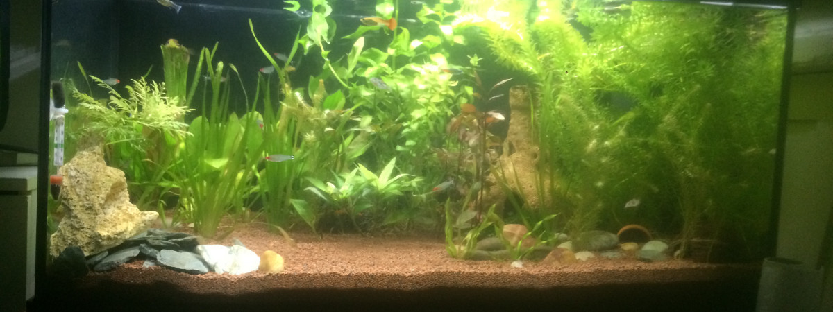 aquarium 112L communautaire