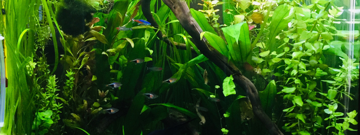 aquarium Amazonnien