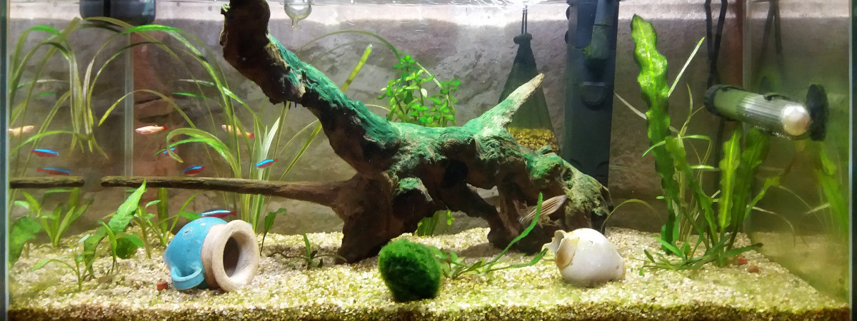 aquarium Aqua