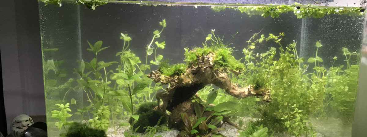 aquarium aquarium crevettes