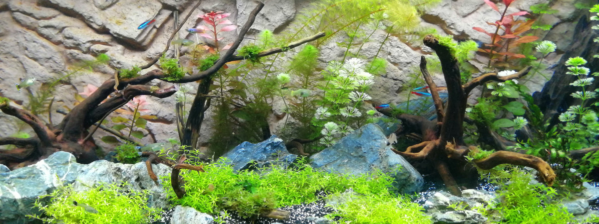 aquarium Pascal