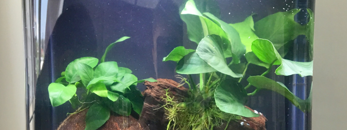 aquarium xCube
