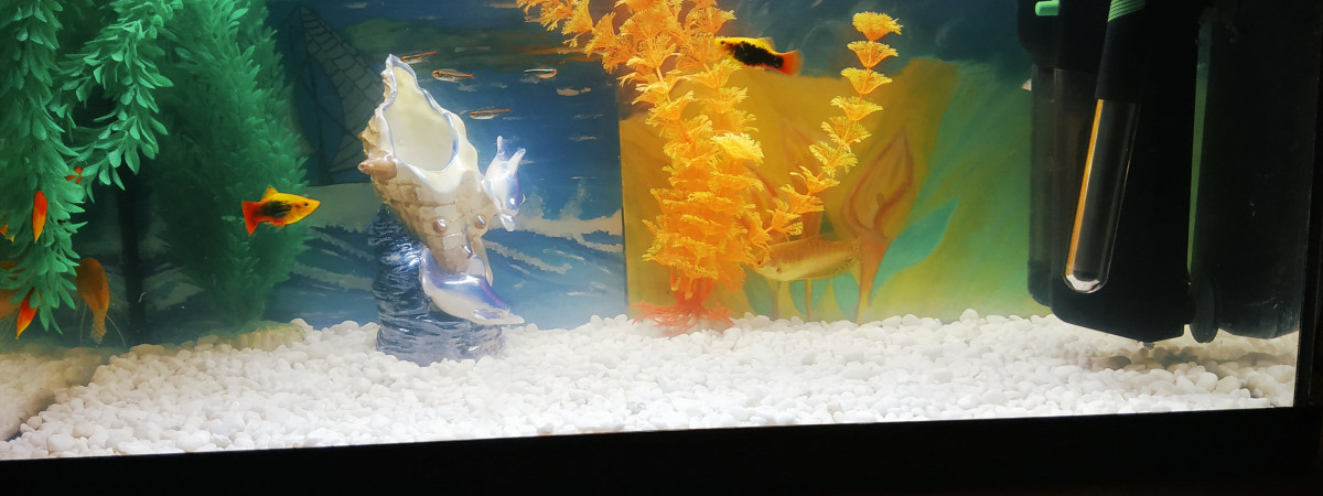aquarium Normal