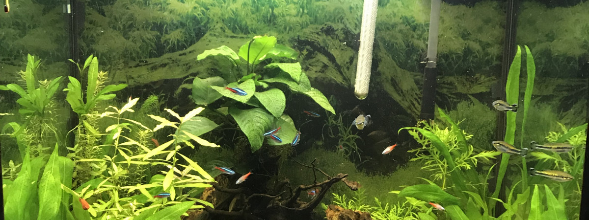 aquarium Plusieurs espèce