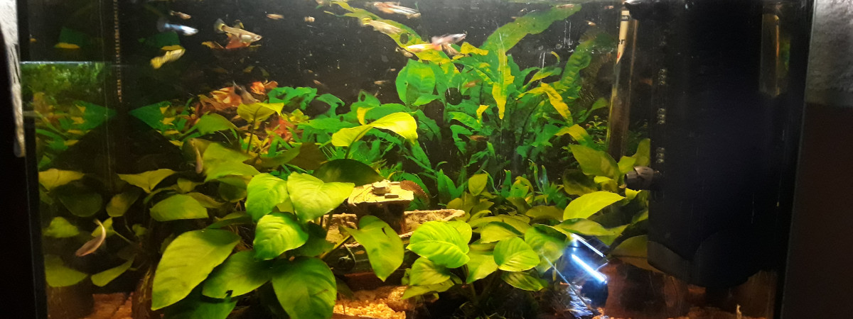 aquarium Mon 80l