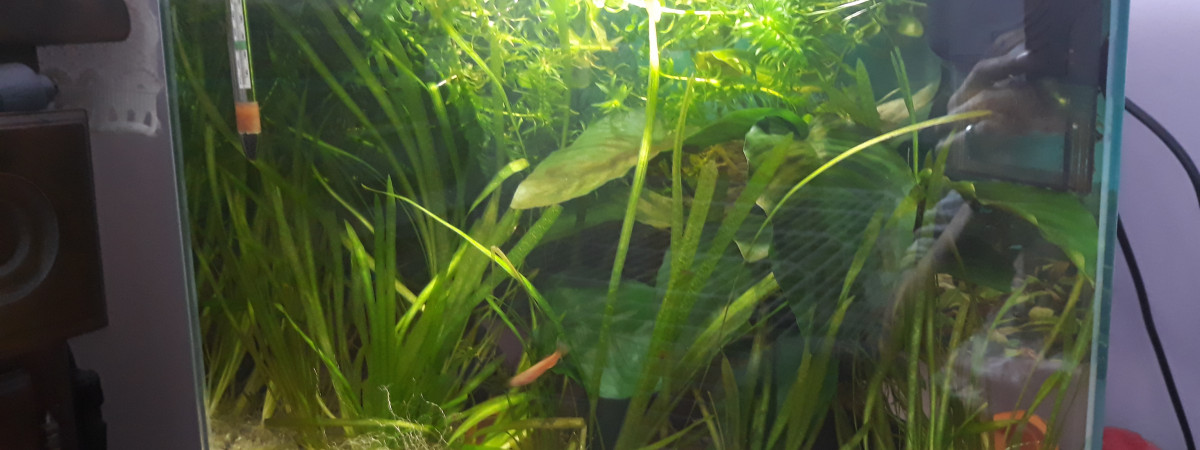 aquarium Mon 20l killies