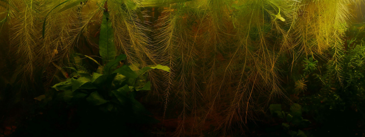 aquarium Betta mahachai - 60L