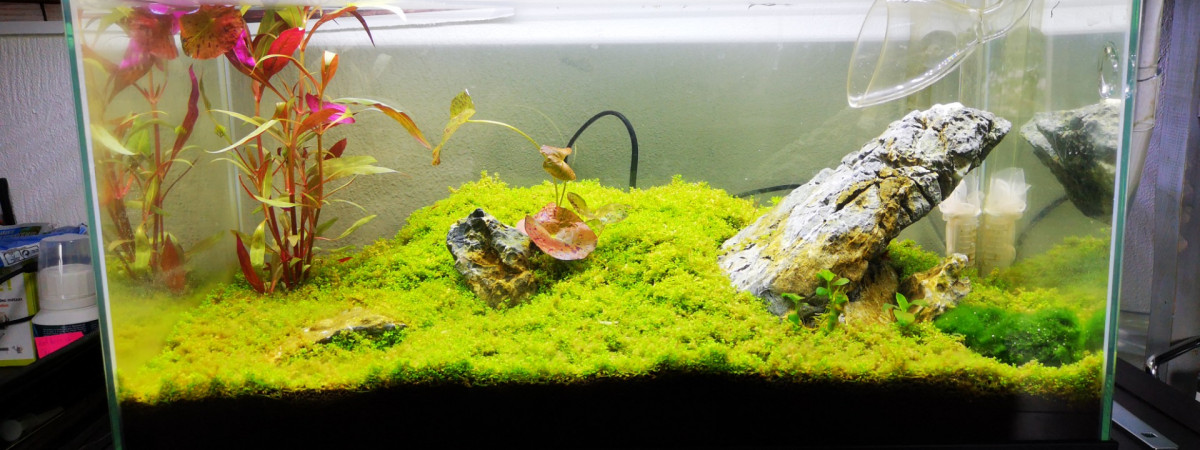 aquarium Crevette
