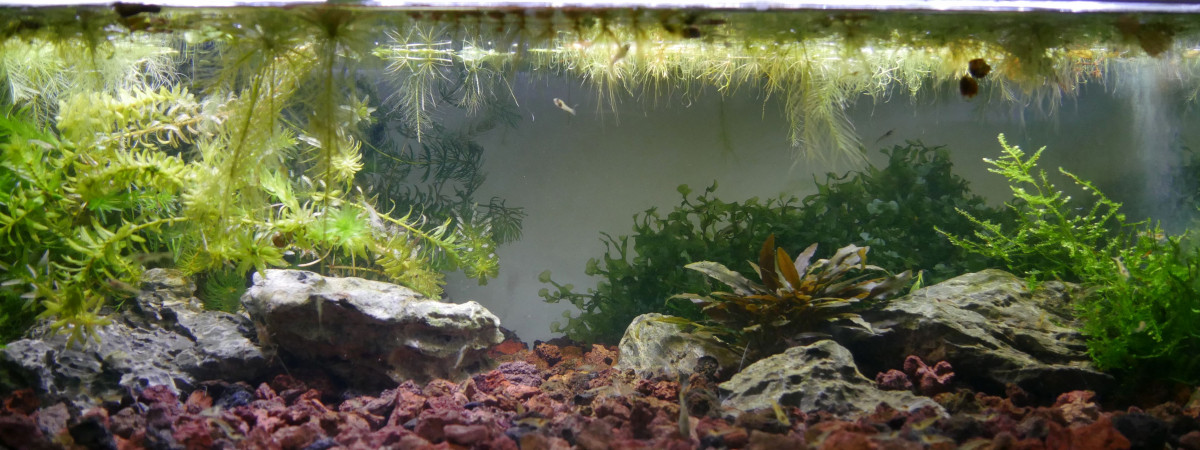 aquarium Macrobrachium - 21L