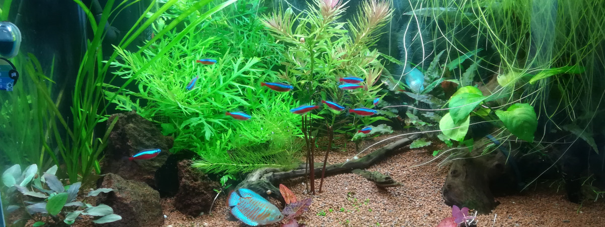 aquarium Bac communautaire