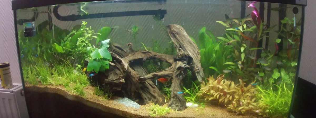 aquarium Bac 1