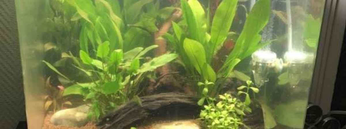 aquarium Bac 2