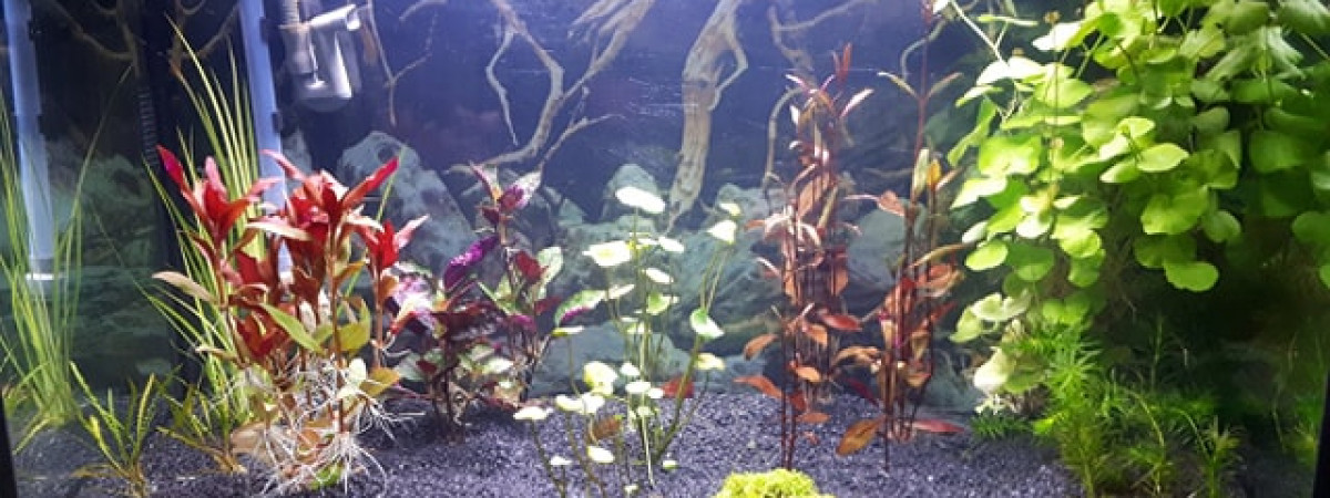 aquarium Aquarium cuisine