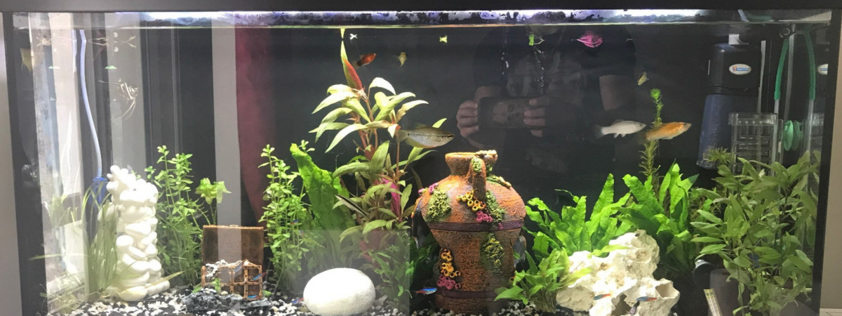 aquarium Salon