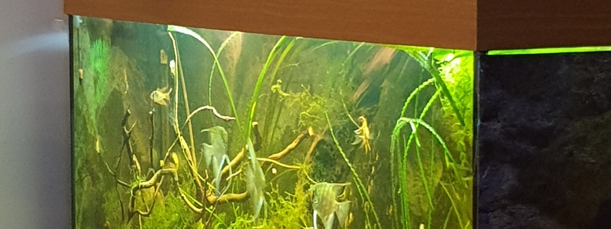 aquarium Amazonien
