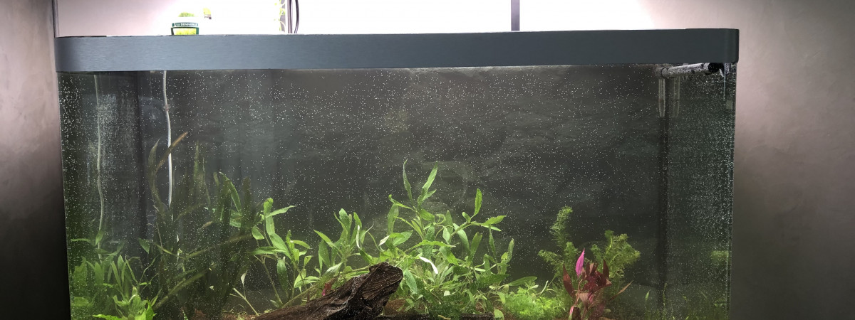 aquarium Amérique du Sud