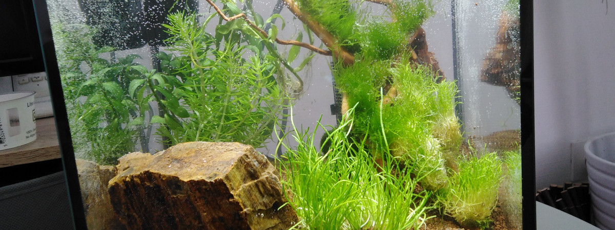 aquarium Bettas