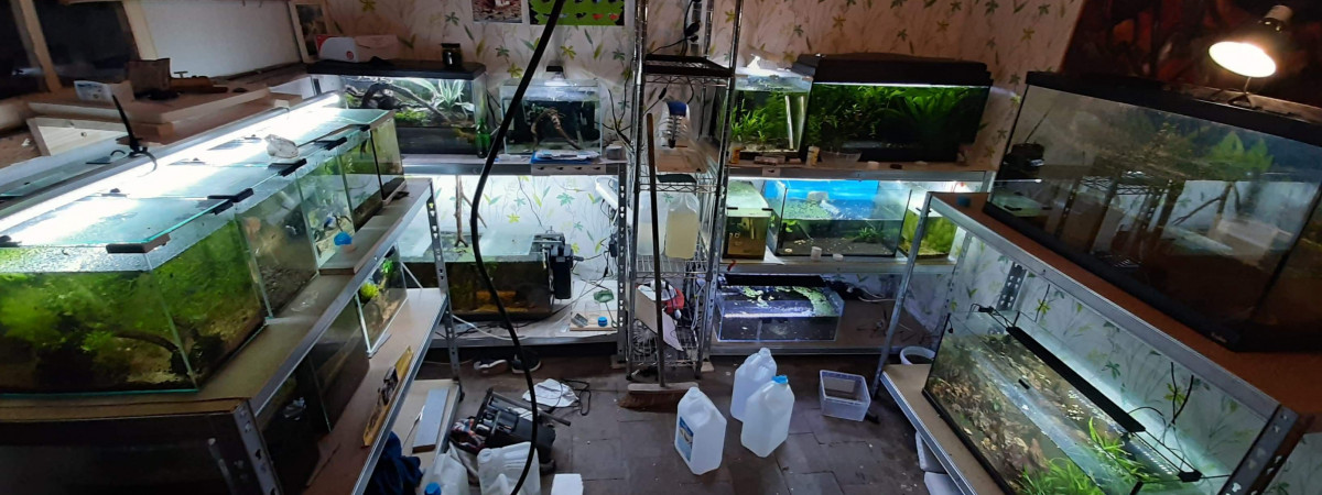 aquarium Modifications de la fishroom