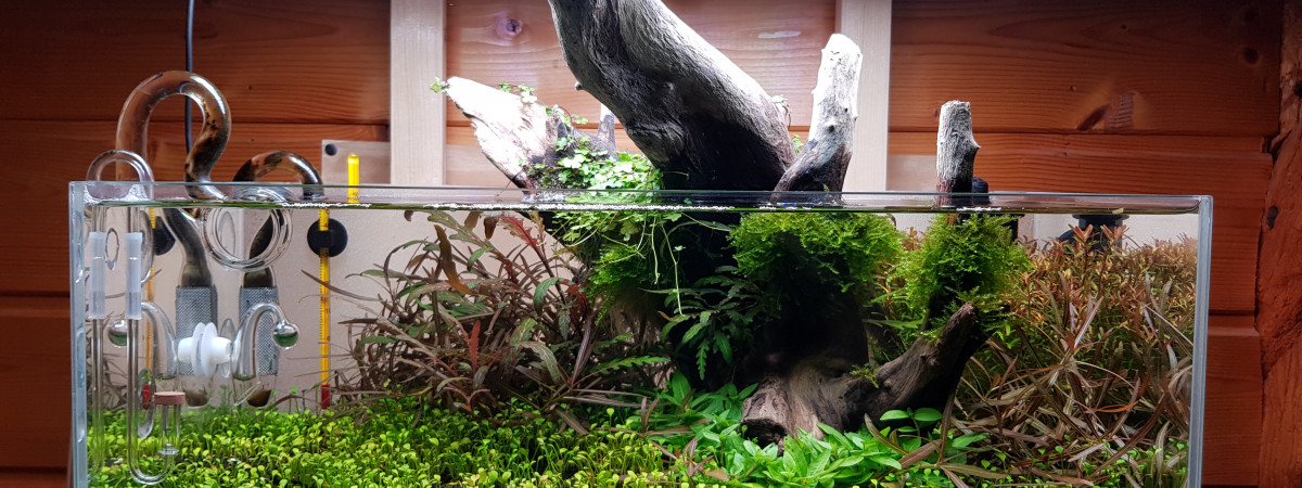 aquarium 17l planté