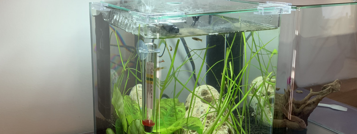 aquarium 10l Dennerle