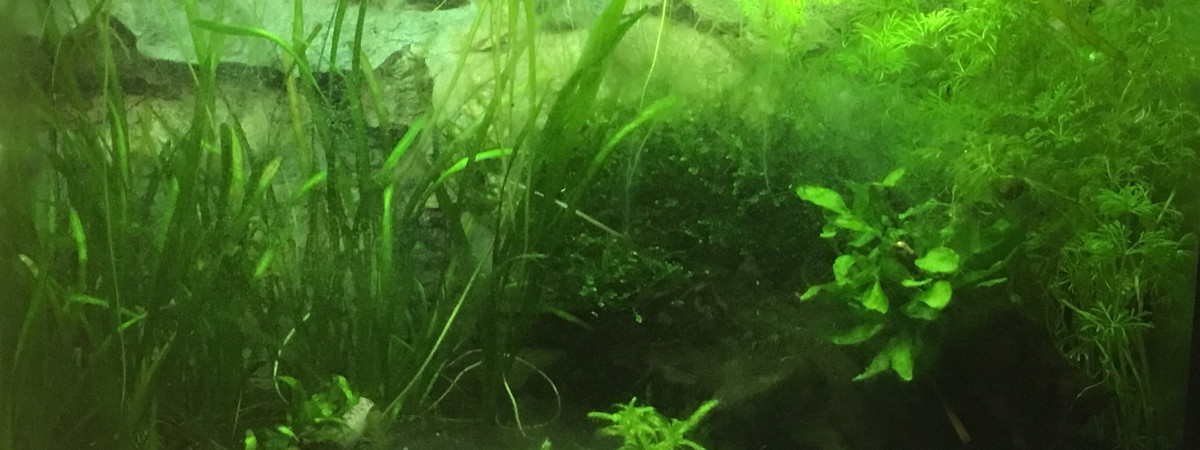 aquarium Betta femelle